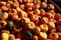 Box full of small pumpkins Royalty Free Stock Photo