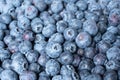 Box full of perfect fresh blueberries. Full frame background