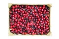 Box full of sweet cherries isolated on white background Royalty Free Stock Photo