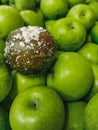 A box of green apples with one rotten black with white mold Royalty Free Stock Photo