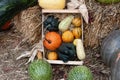 Box with a group of pumpkins of different species and colors Royalty Free Stock Photo