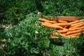 Carrots field near Ispica Sicily Royalty Free Stock Photo