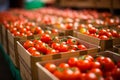 box with harvested red tomatoes, import tomato. generative ai