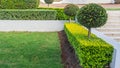 Box hedges with topiary trees next to office steps