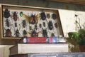 Box of insects collection