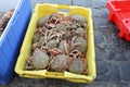 A box with kingcrabs at the quai in normandy, france