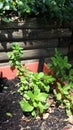 Box of mint growing