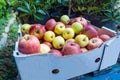 Box of mixed apples Royalty Free Stock Photo