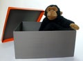 Box with monkey Royalty Free Stock Photo