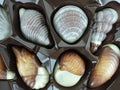 Box of packaged shell-shaped chocolate candy in white and milky chocolate as a gift for a loved one or celebration, close up Royalty Free Stock Photo