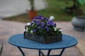 A box with pansies is on the table Royalty Free Stock Photo