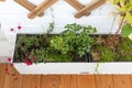 box with plants on the balcony on the background of the wooden floor