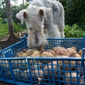 Box with potatoes and a fox terrier Royalty Free Stock Photo