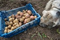 Box with potatoes and a fox terrier Royalty Free Stock Photo