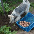 Box with potatoes and a fox terrier Royalty Free Stock Photo