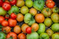 A box of red and green tomatoes from the garden. Royalty Free Stock Photo