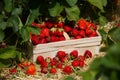 Box with ripe fresh strawberries in strawberry field fruit farm. Royalty Free Stock Photo