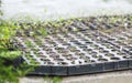 Box of seedlings in the greenhouse