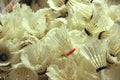 box of spoiled badminton shuttlecocks after the competition for disposal Royalty Free Stock Photo