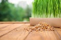 Box with sprouted wheat grass and seeds on wooden table Royalty Free Stock Photo