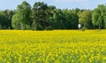 Box stand at a birch in a rapeseed field Royalty Free Stock Photo