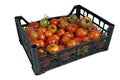 The box of tasty red and green tomatoes Royalty Free Stock Photo