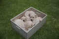 A box of tired Labrador puppies -  5 adorable cute claustrophobic puppies squished in a box Royalty Free Stock Photo