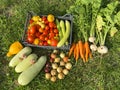 Box of tomatoes, carrots and cucumbers in a summer cottage garden. Zucchini, onion and garlic on the herb. Royalty Free Stock Photo
