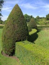 Box Topiary Cones