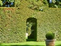 Box Topiary Sculpture