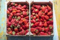 Box tray of fresh strawberries Royalty Free Stock Photo