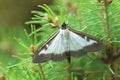 Box tree moth Royalty Free Stock Photo