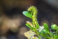 Box tree moth caterpillar, Cydalima perspectalis, closeup