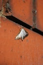 Box tree moth scientific name Cydalima perspectalis on a brick wall
