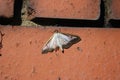 Box tree moth scientific name Cydalima perspectalis on a brick wall