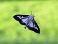 Box Tree Moth Royalty Free Stock Photo