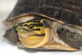 box turtle Royalty Free Stock Photo