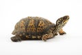 Box Turtle Royalty Free Stock Photo