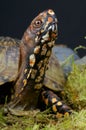 Box Turtle Royalty Free Stock Photo