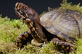 Box Turtle Royalty Free Stock Photo