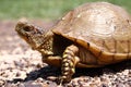 Box Turtle Royalty Free Stock Photo