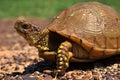 Box Turtle Royalty Free Stock Photo