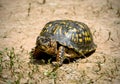 Box turtle Royalty Free Stock Photo