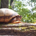 Box Turtle