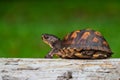 Box turtle looking to escape from a log