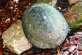 Box turtle in a garden with red cedar mulch Royalty Free Stock Photo