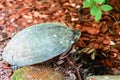 Box turtle in a garden with red cedar mulch Royalty Free Stock Photo