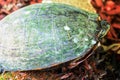 Box turtle in a garden with red cedar mulch Royalty Free Stock Photo