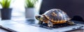 Box turtle gradually moving across laptop keyboard, representing sluggish digital performance and technological challenges Royalty Free Stock Photo