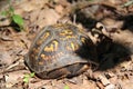 Box turtle